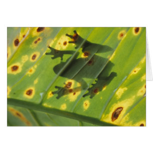 CENTRAL AMERICA, Costa Rica, Back-lit frog on