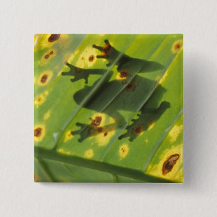 CENTRAL AMERICA, Costa Rica, Back-lit frog on 15 Cm Square Badge