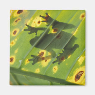 CENTRAL AMERICA, Costa Rica, Back-lit frog on Magnet