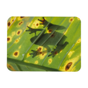 CENTRAL AMERICA, Costa Rica, Back-lit frog on Magnet
