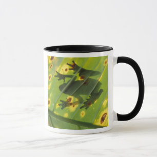 CENTRAL AMERICA, Costa Rica, Back-lit frog on Mug