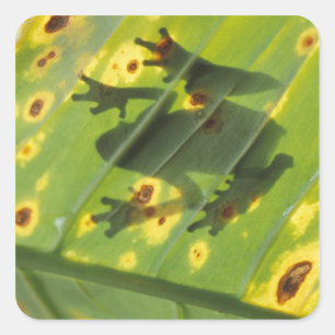 CENTRAL AMERICA, Costa Rica, Back-lit frog on Square Sticker