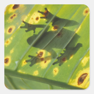 CENTRAL AMERICA, Costa Rica, Back-lit frog on Square Sticker