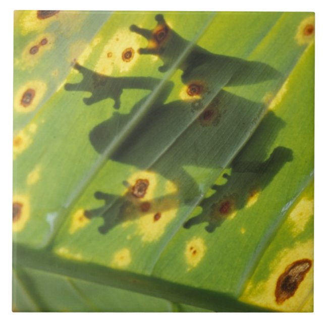 CENTRAL AMERICA, Costa Rica, Back-lit frog on Tile (Front)