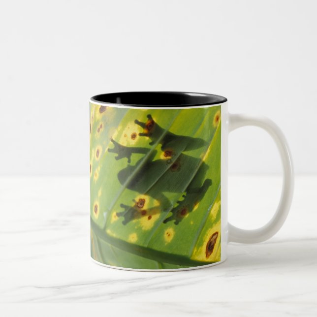 CENTRAL AMERICA, Costa Rica, Back-lit frog on Two-Tone Coffee Mug (Right)