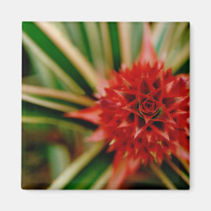 Central America, Costa Rica, San Vito, Wilson Magnet