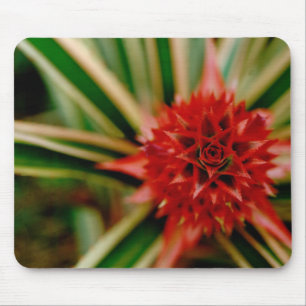 Central America, Costa Rica, San Vito, Wilson Mouse Pad