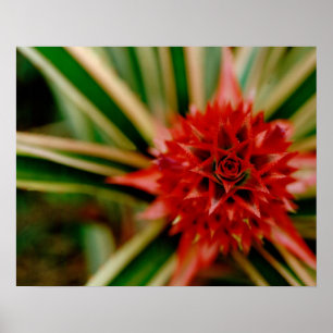 Central America, Costa Rica, San Vito, Wilson Poster