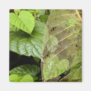 Central America, Costa Rica, Sarapiqui, Braulio Magnet