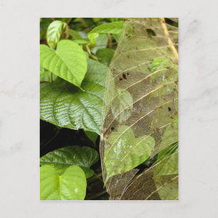 Central America, Costa Rica, Sarapiqui, Braulio Postcard