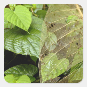 Central America, Costa Rica, Sarapiqui, Braulio Square Sticker