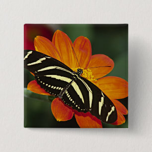 Central America, Costa Rica, Selva Verde 15 Cm Square Badge