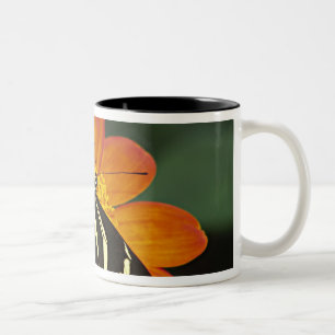 Central America, Costa Rica, Selva Verde Two-Tone Coffee Mug