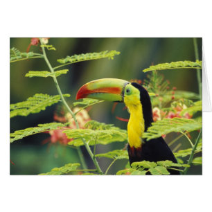 Central America, Honduras. Keel-billed Toucan