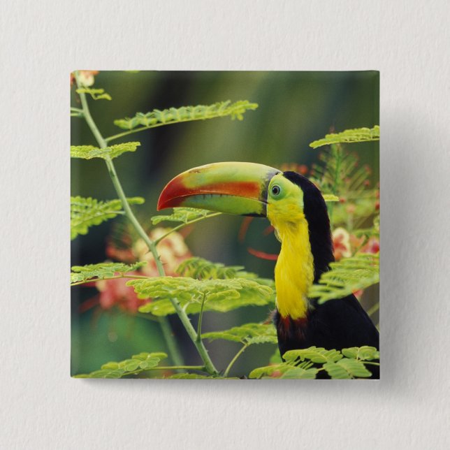 Central America, Honduras. Keel-billed Toucan 15 Cm Square Badge (Front)