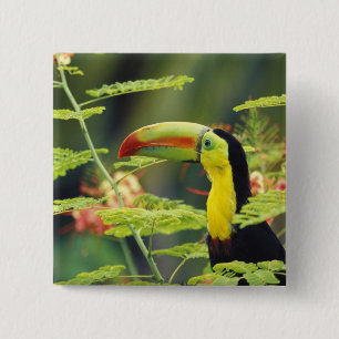 Central America, Honduras. Keel-billed Toucan 15 Cm Square Badge