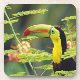 Central America, Honduras. Keel-billed Toucan Coaster