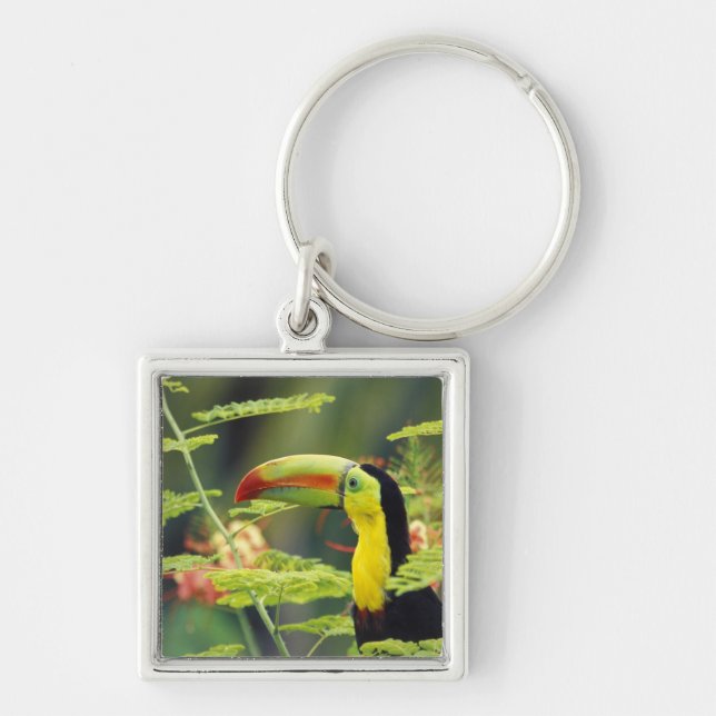 Central America, Honduras. Keel-billed Toucan Key Ring (Front)