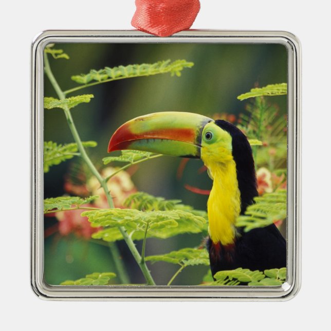 Central America, Honduras. Keel-billed Toucan Metal Ornament (Front)