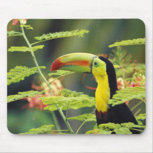 Central America, Honduras. Keel-billed Toucan Mouse Pad