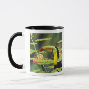 Central America, Honduras. Keel-billed Toucan Mug