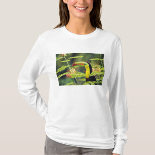 Central America, Honduras. Keel-billed Toucan T-Shirt