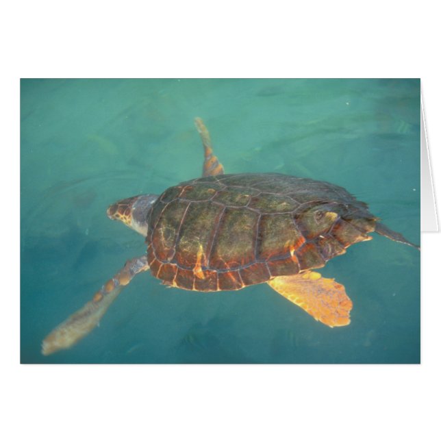 Central America, Panama, Bocas Del Torro (Front Horizontal)