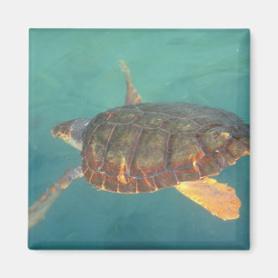 Central America, Panama, Bocas Del Torro Magnet