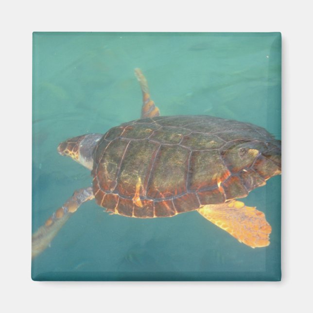 Central America, Panama, Bocas Del Torro Magnet (Front)