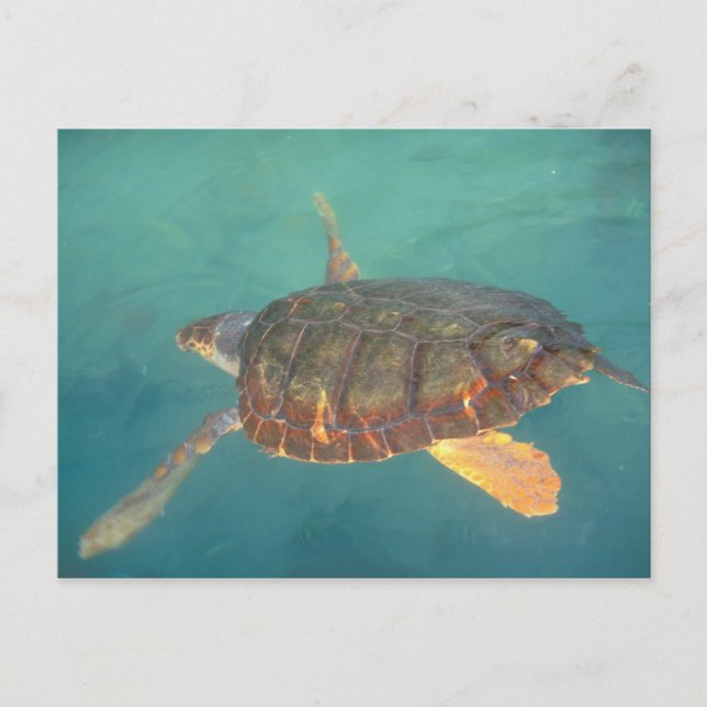 Central America, Panama, Bocas Del Torro Postcard (Front)