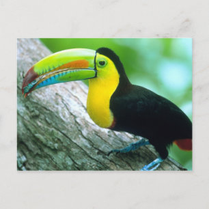 CENTRAL AMERICA, Panama, Borro Colorado Island 2 Postcard