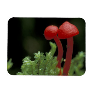 Central America, Panama, Chiriqui Province, 2 Magnet