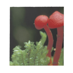 Central America, Panama, Chiriqui Province, 2 Notepad