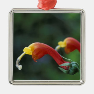 Central America, Panama, Chiriqui Province, Metal Tree Decoration