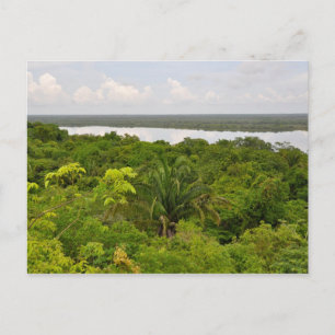 Central America Rain Forest in Belise Postcard
