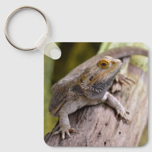 Central bearded dragon on branch postcard coffee m key ring