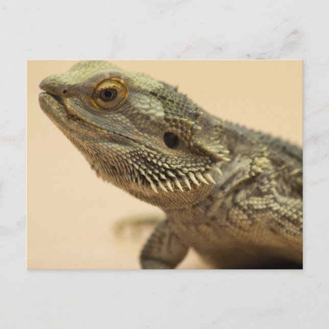 Central Bearded Lizard Close-Up Postcard (Front)