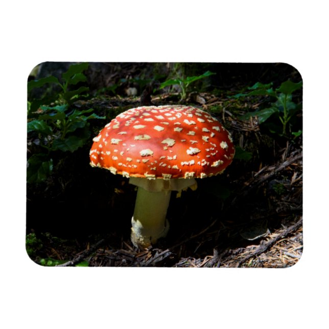 Central Cascades, Washington State Magnet (Horizontal)