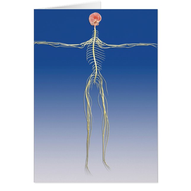 Central Nervous System With Human Brain (Front)