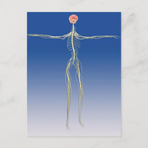 Central Nervous System With Human Brain Postcard