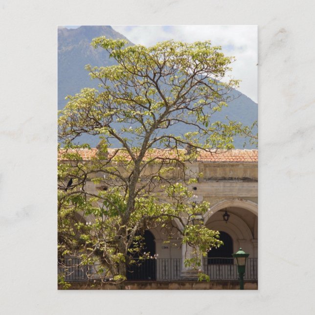 Central Park, Antigua Postcard (Front)