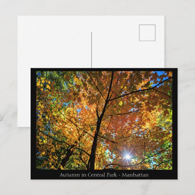 Central Park Manhattan  Postcard (Front/Back)