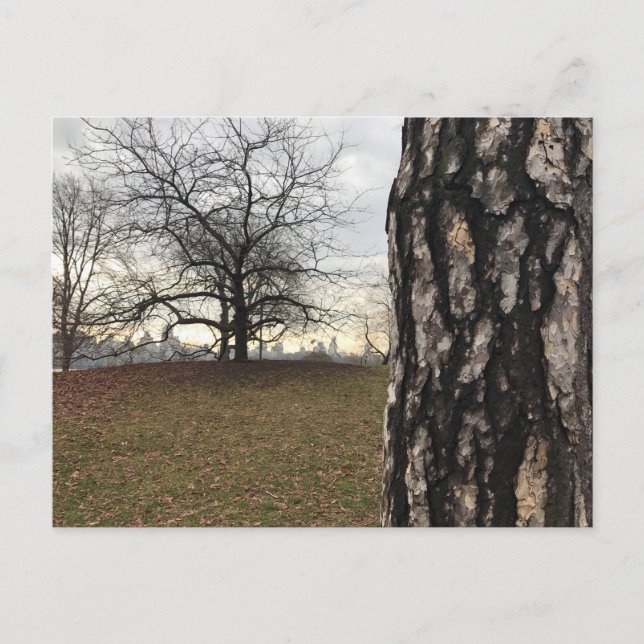 Central Park New York City NYC Tree Photo Postcard (Front)