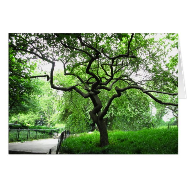 Central Park Tree (Front Horizontal)