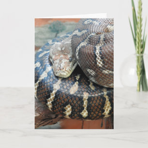 Centralian carpet python card
