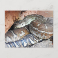 Centralian Carpet Python