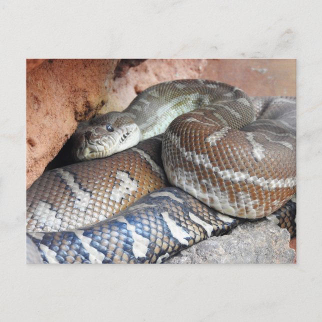Centralian Carpet Python Postcard (Front)