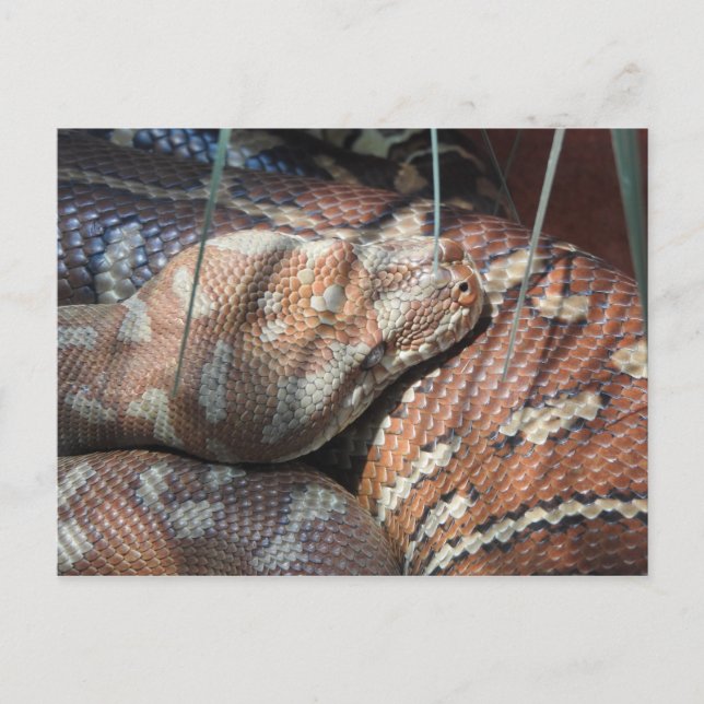 Centralian Carpet Python Postcard (Front)