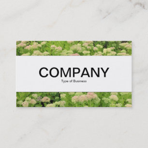 Centre Band  - Sedum (Autumn Joy) Business Card