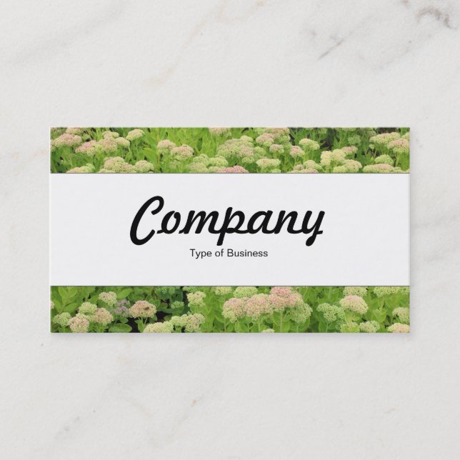 Centre Band  - Sedum (Autumn Joy) Business Card (Front)